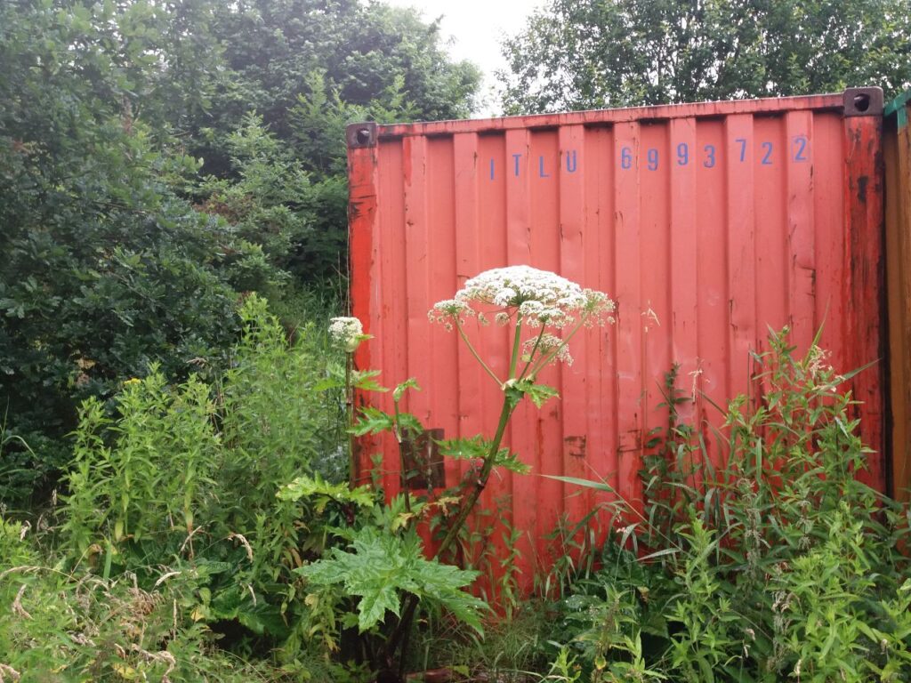 Giant hogweed growing near a container