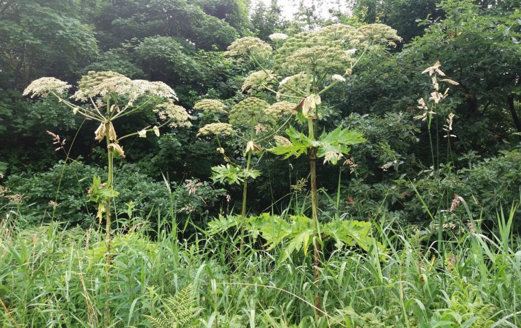 Giant hogweeds growing near woodland
