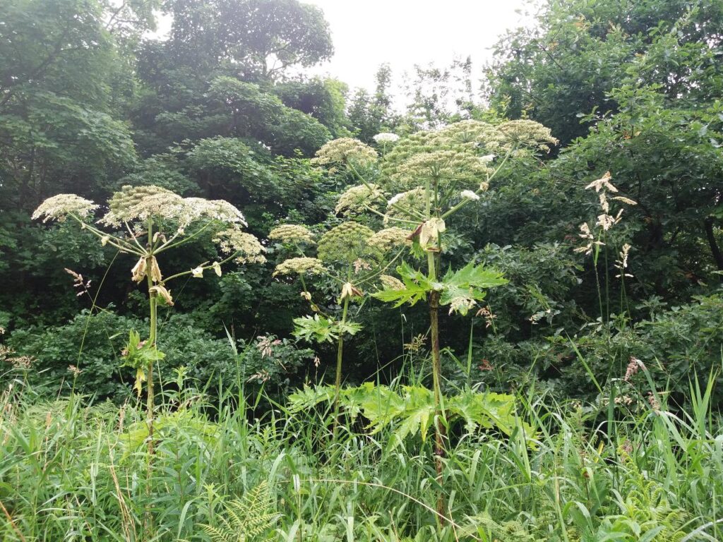 Giant hogweed growing near woodland