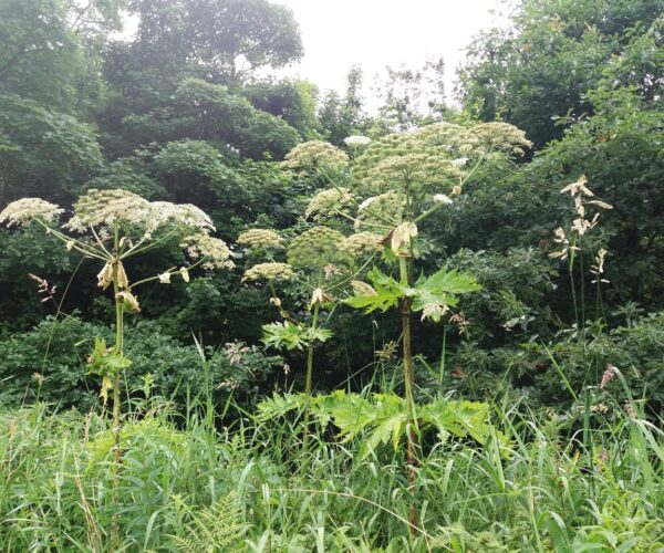 Giant hogweed growing near woodland