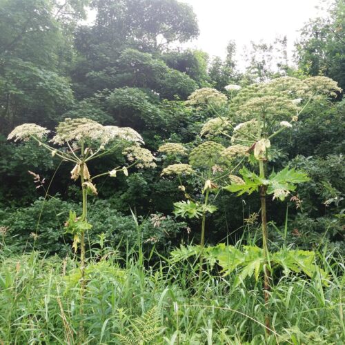 Giant Hogweeds growing