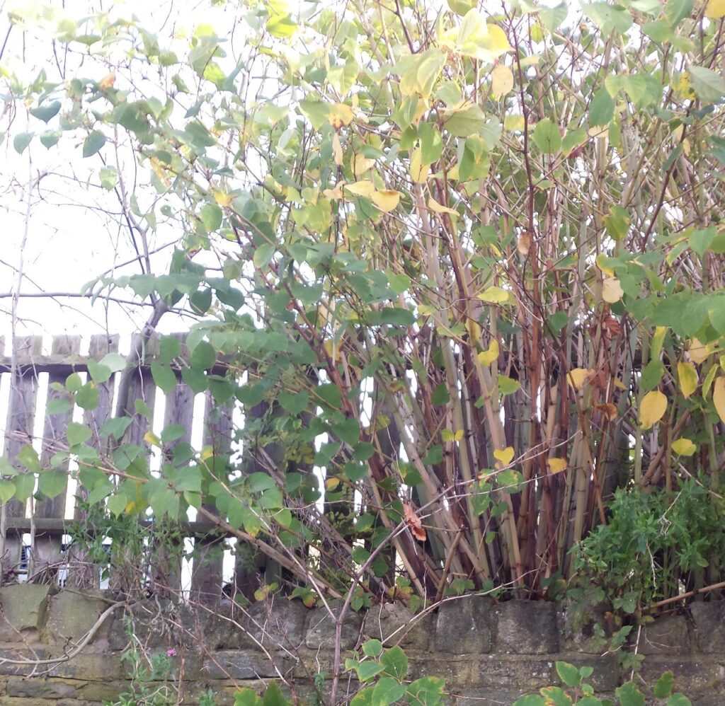 Japanese knotweed growing through a fence