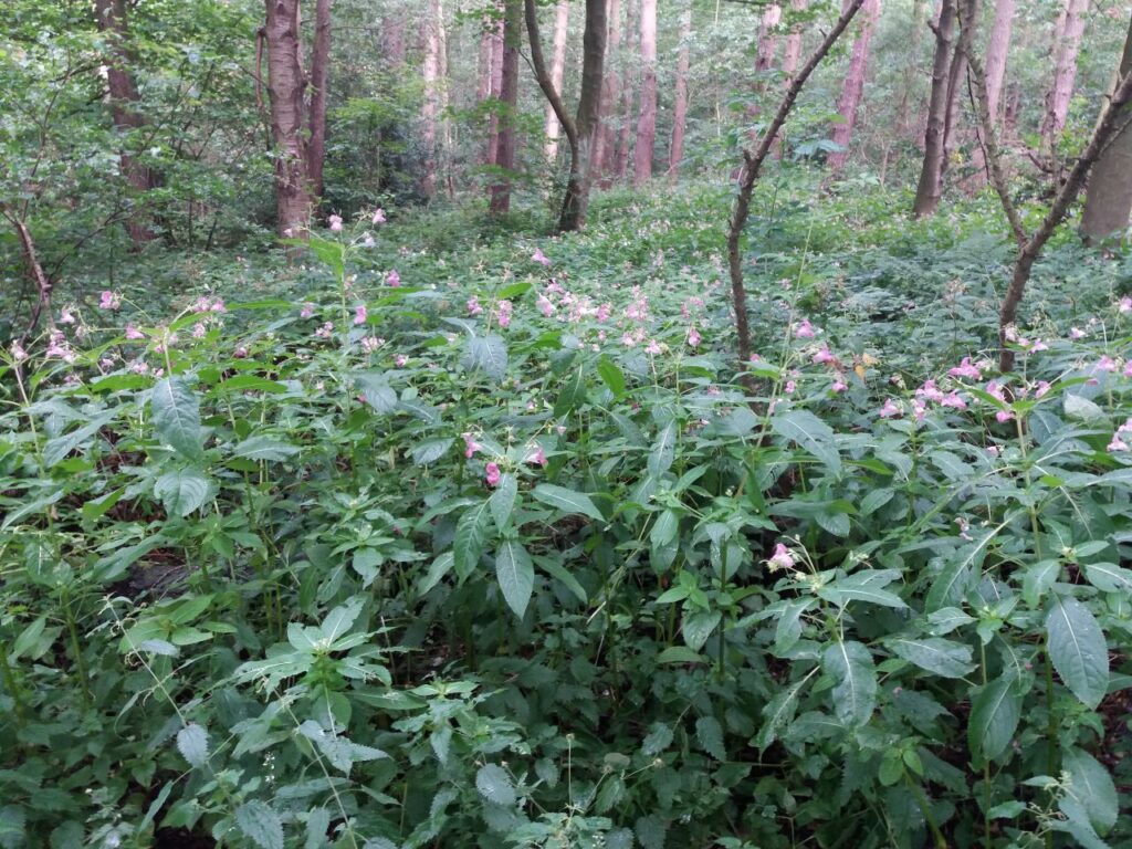 Balsam growing in woodland