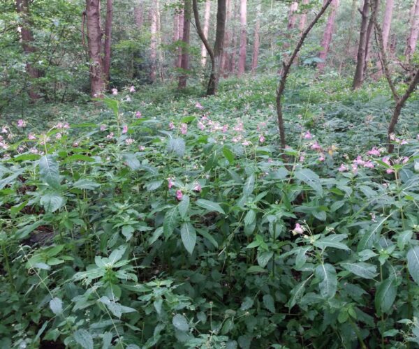 Balsam growing in woodland