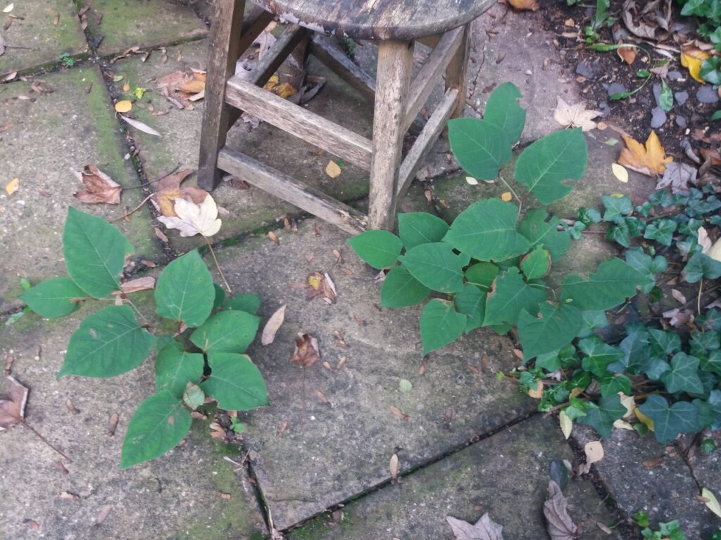 Japanese knotweed growing in a residential garden