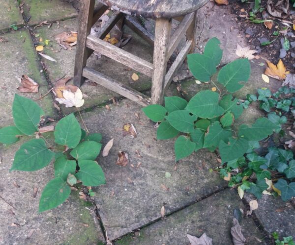 Japanese knotweed growing in a residential garden