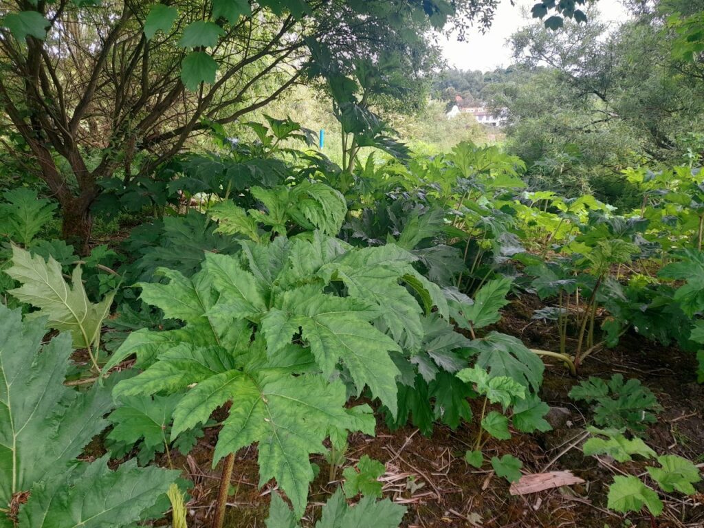 Invasive weeds found on the site