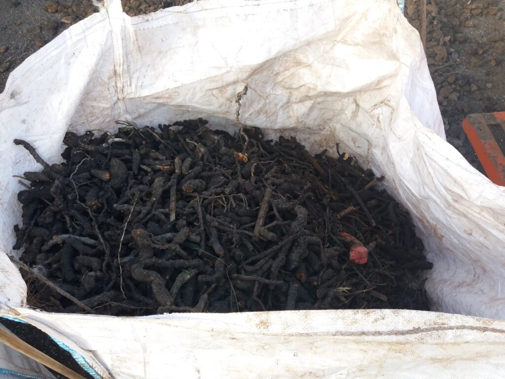 Rhizomes extracted from the soil