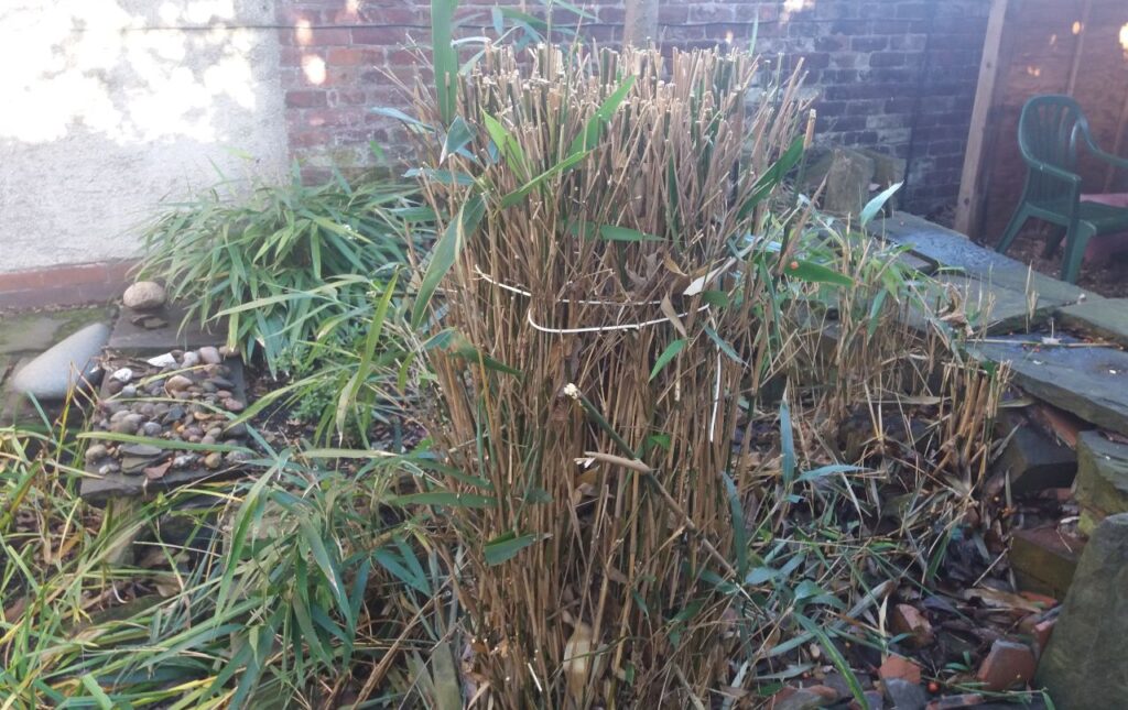 Bamboo overgrowing in a garden