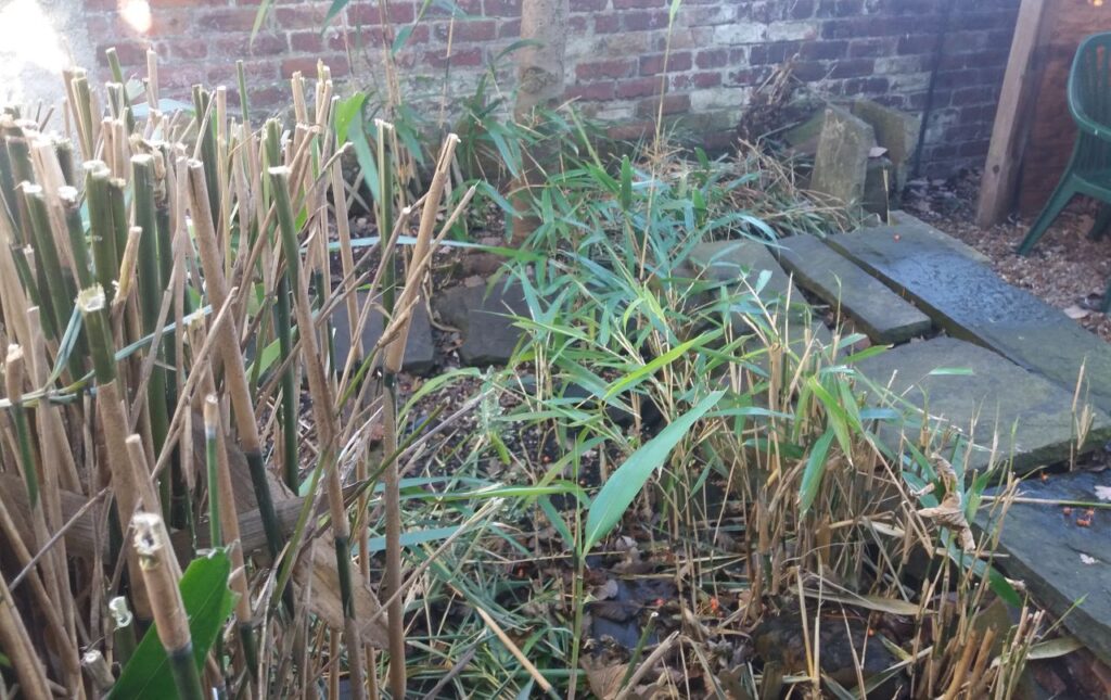 Bamboo Overgrowing In A Garden