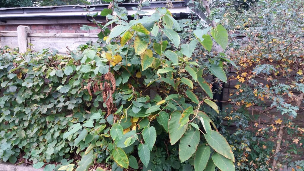 Bohemian Knotweed