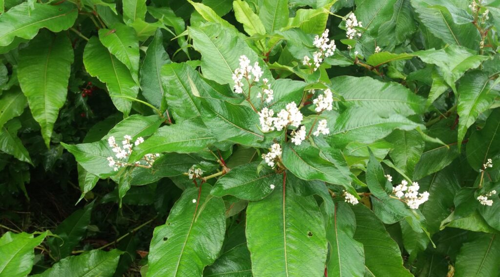 Bohemian Knotweed