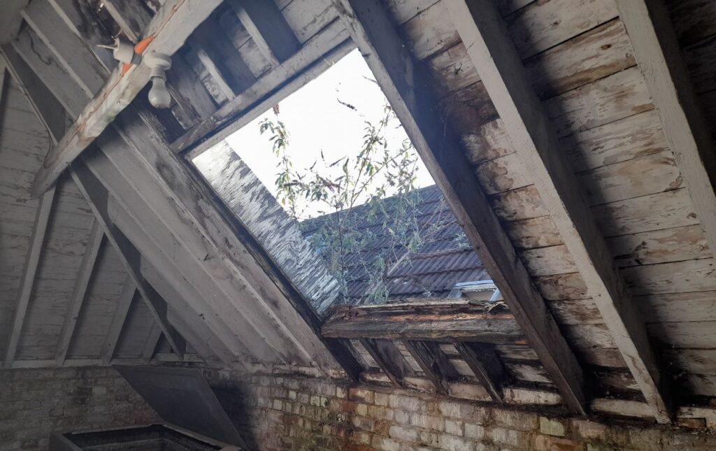 Buddleia Davidii Growing Out Of A Roof