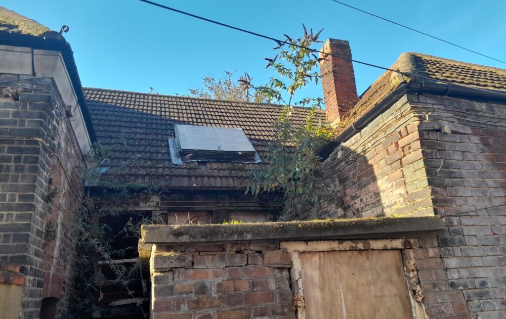 Buddleia Davidii growing out of the top of a building