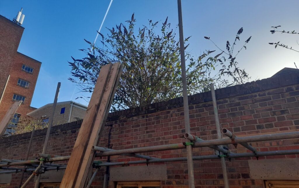 Buddleia Davidii growing out of a roof