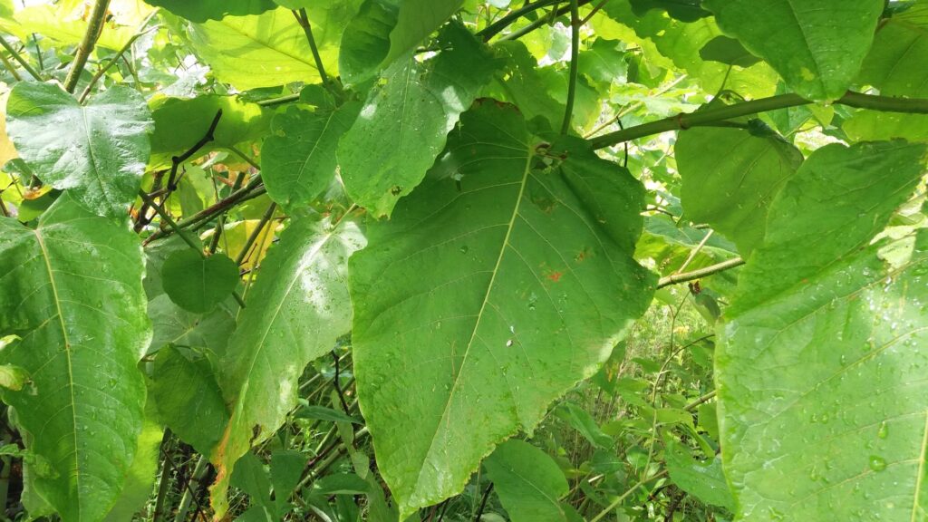 Giant Knotweed