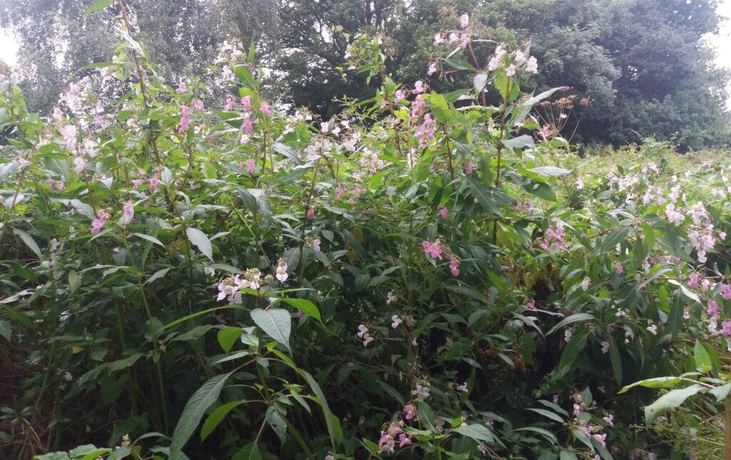 Himalayan Balsam