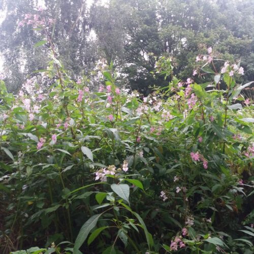 Himalayan Balsam