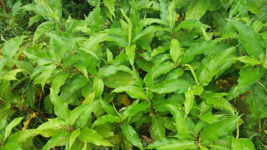 Himalayan Knotweed