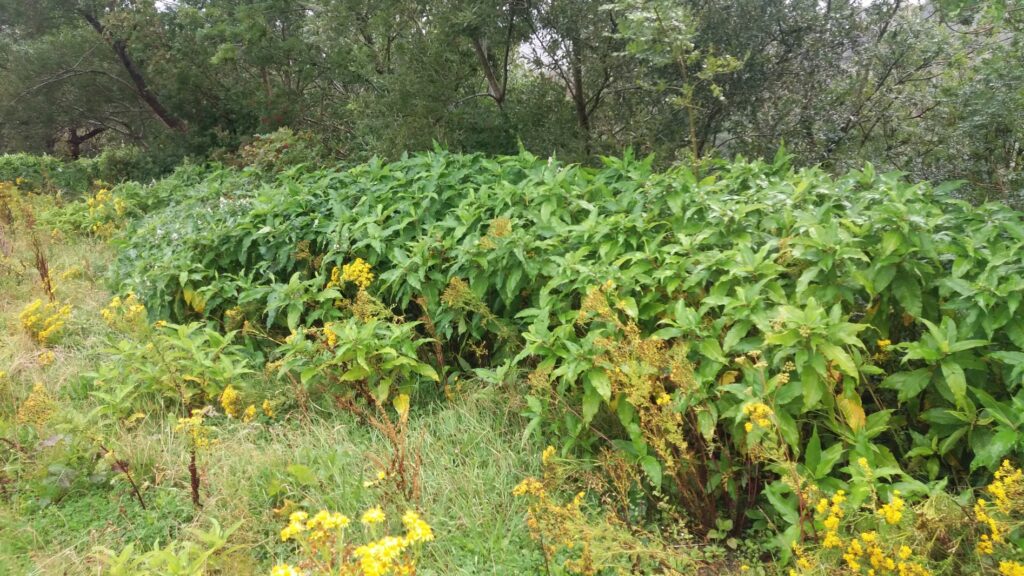 Himalayan Knotweed