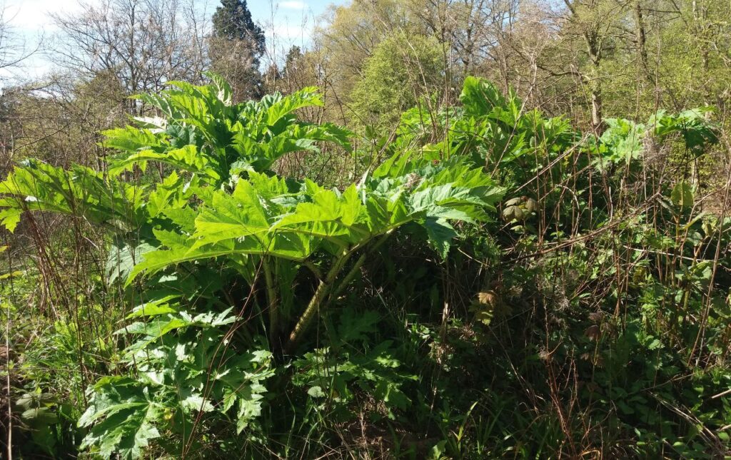 Hogweed overgrown