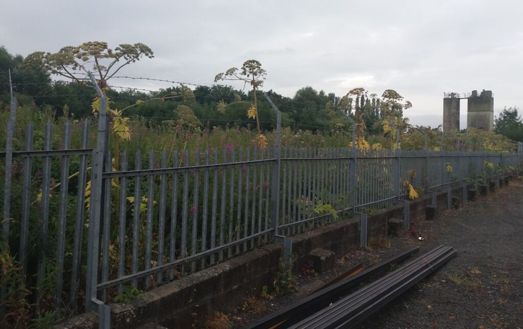 Hogweed Industrial Fencing