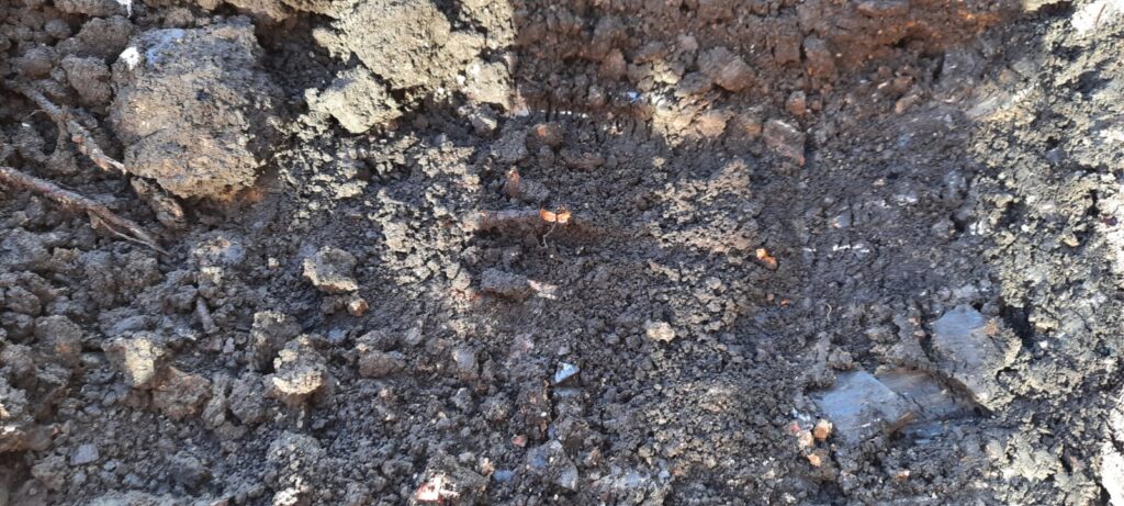 Japanese Knotweed Root Material In The Soil