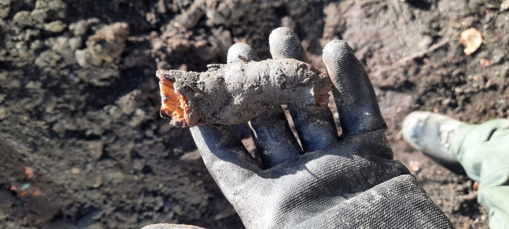 Japanese Knotweed root extracted