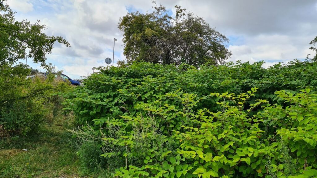 Japanese Knotweed By A Roadside