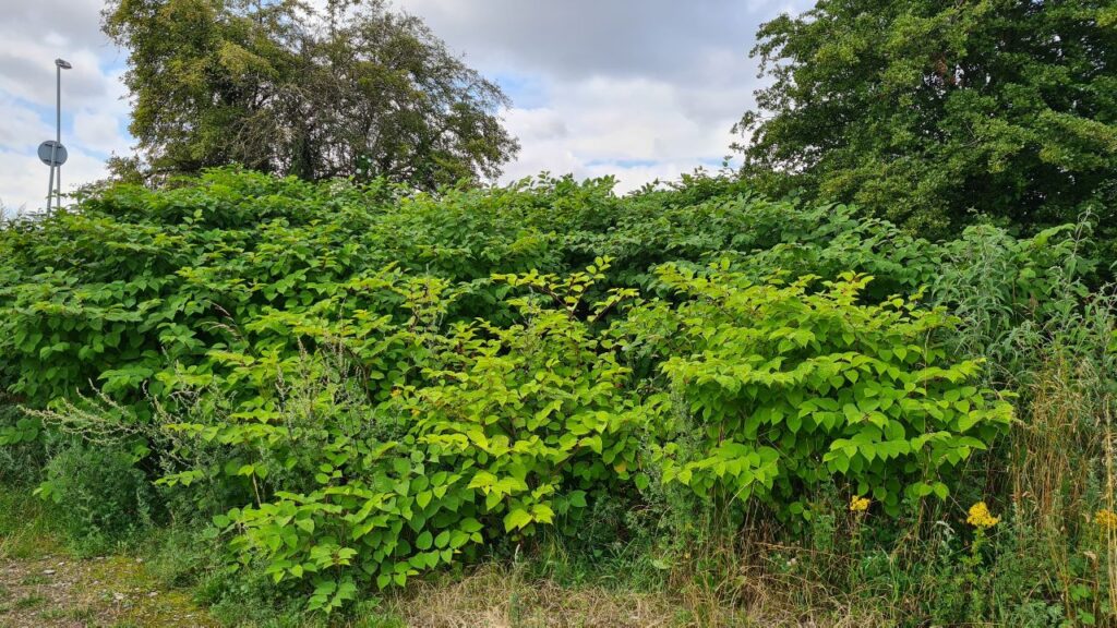 Japanese Knotweed Overgrowing