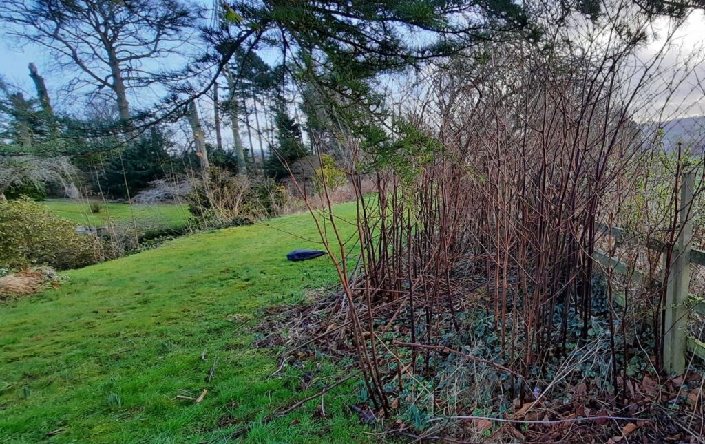 Japanese Knotweed Growing In A Garden