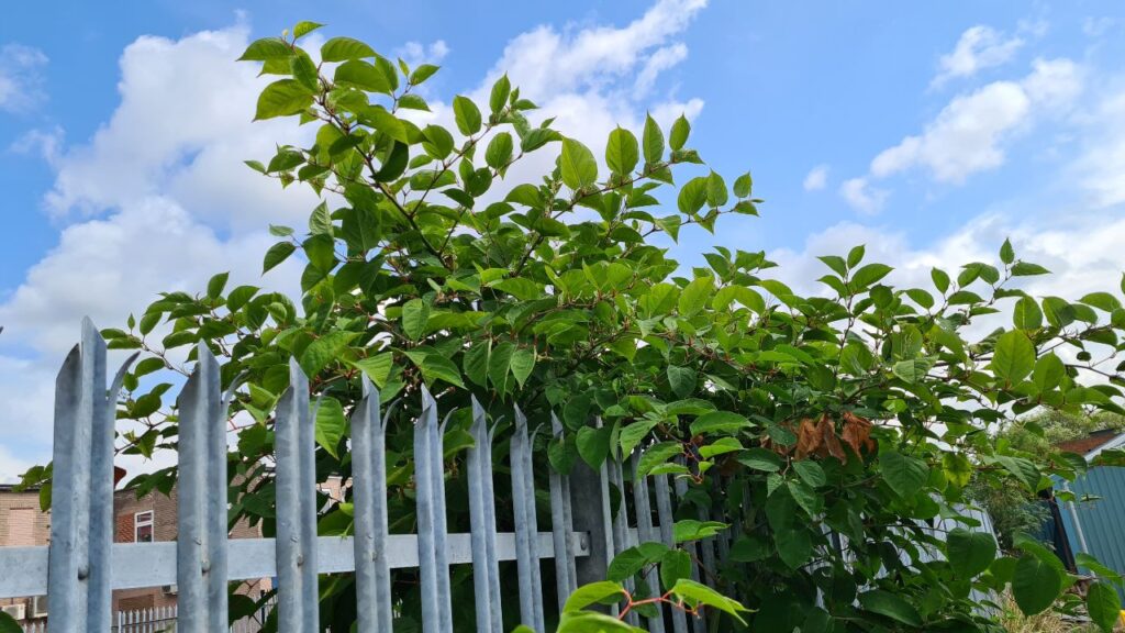 Japanese Knotweed Growing Over A Metal Fence