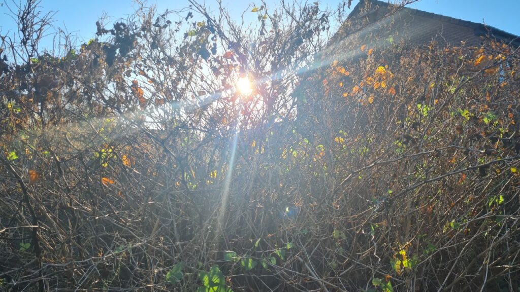 Japanese Knotweed Growing In The Sunshine