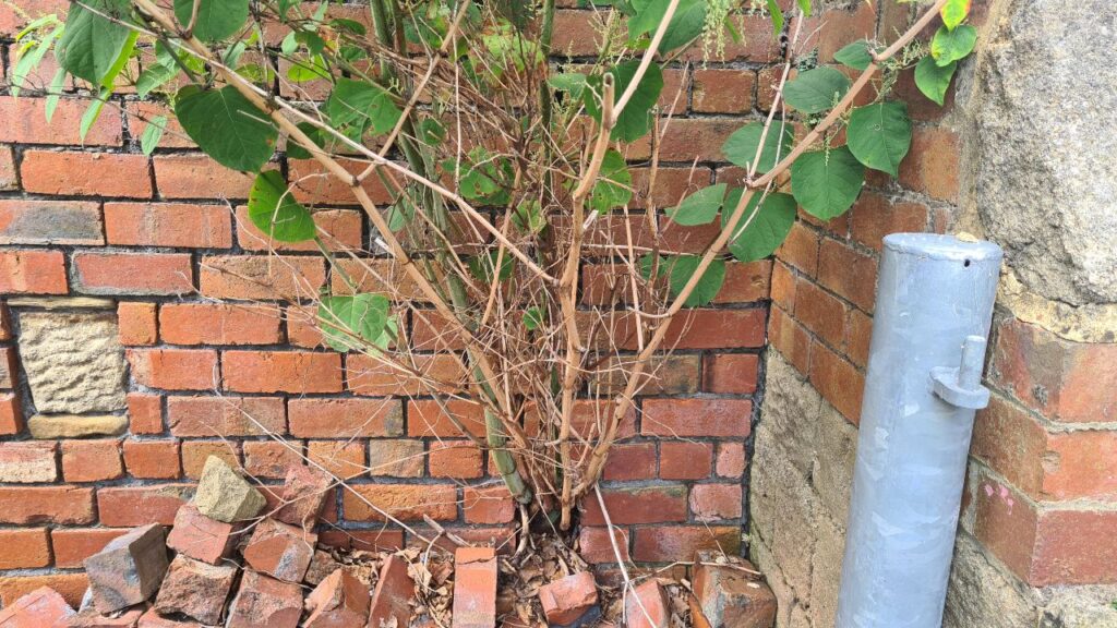 Japanese Knotweed Growing Through A Wall