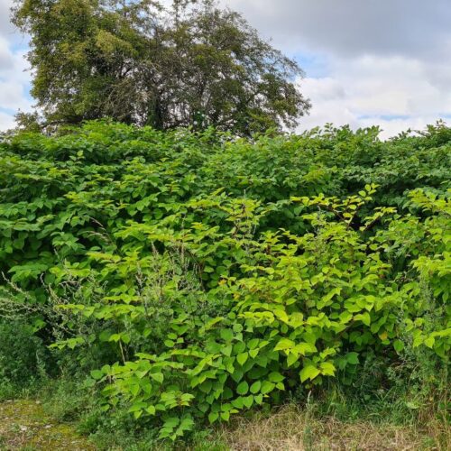 Japanese Knotweed