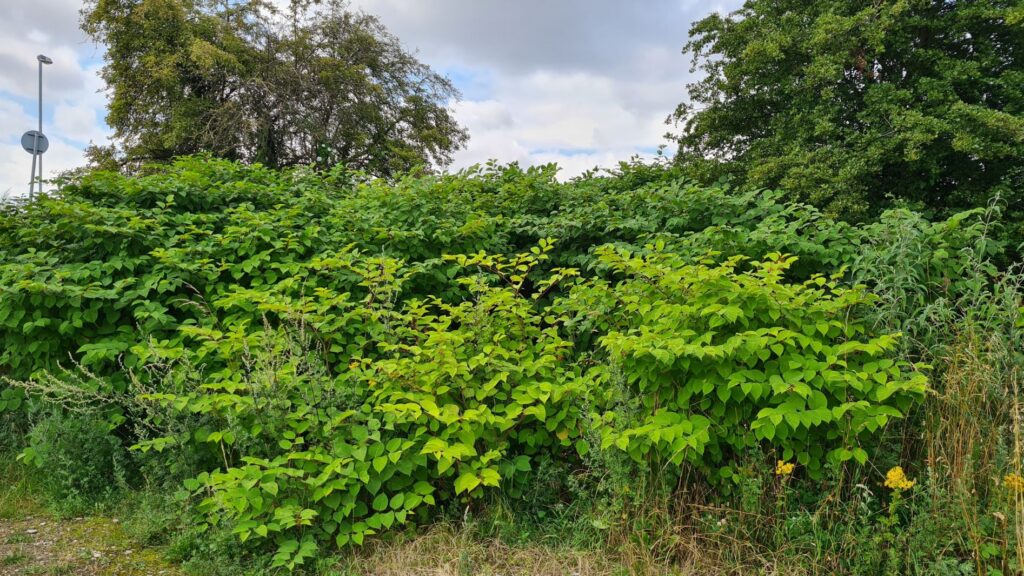 Knotweed growing by the road