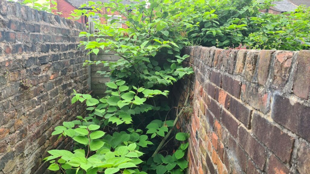 Japanese Knotweed Removed From Residential Property